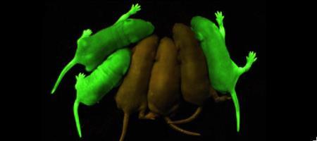 GFP Martin Chalfie