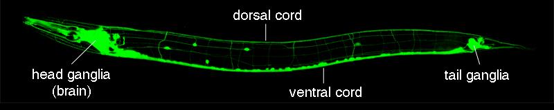 Neuronális GFP