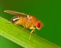 Drosophila