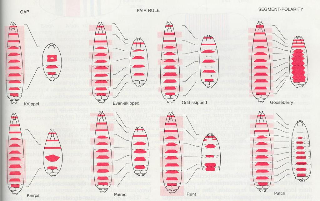 Korai lárva letális mutációk: a Drosophila