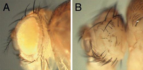 In vivo UAS-RNSi