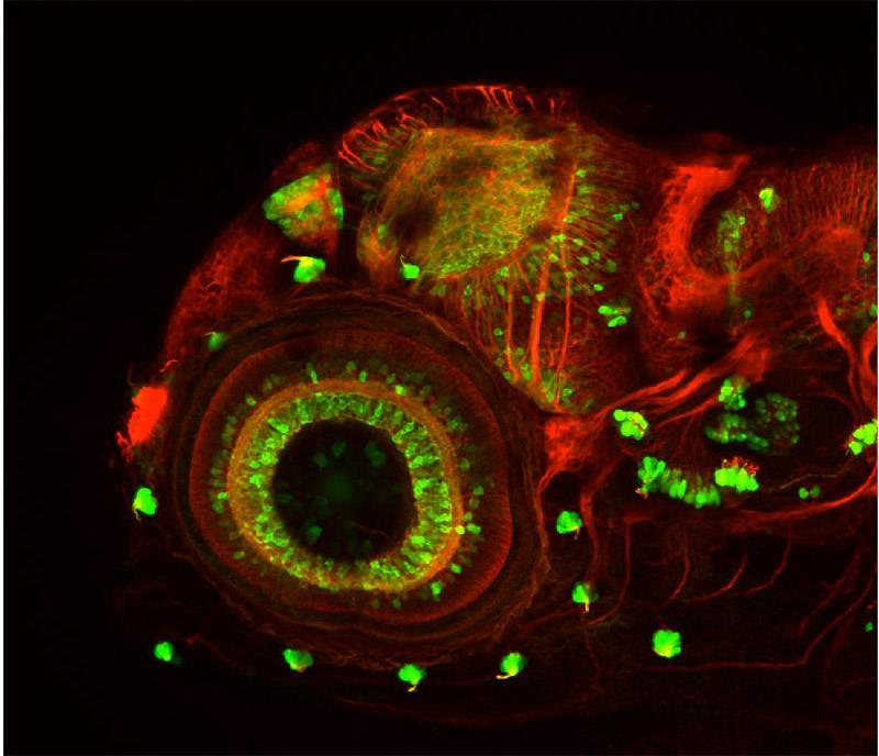 Fluoreszcens