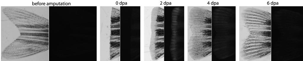 Atg8:GFP