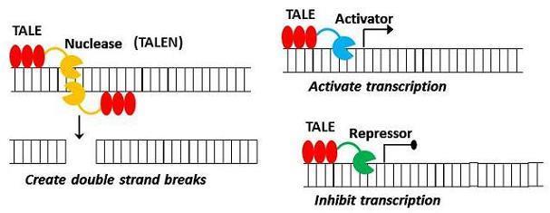 Transcription