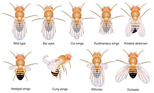 Vad típus Drosophila