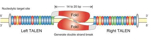 TALEN TAL effectors are