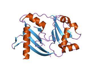 CRISPR (clustered regularly interspaced short palindromic repeats) rendszer Cas (CRISPR-associated sequences) fehérjék Cas9 CRISPR Olyan DNS lokuszok, amelyek