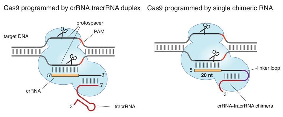PAM: Protospacer adjacent motif (a Cas9 által megcélzott DNS szekvencia mögötti