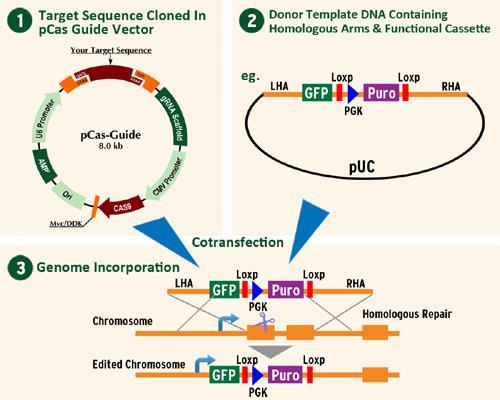 Genome-editing