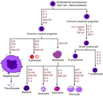 A haemopoeticus rendszer Myeloid Erythrpoiesis - vvt - O2 Granulopoiesis - granulocyta - v. immunitás Monocytogenesis - monocyta - v.