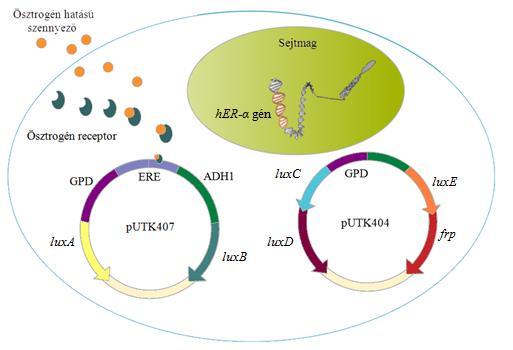 3.4. ábra. A BLYES-teszt működésének vázlata. (SANSEVERINO et al., 2005).