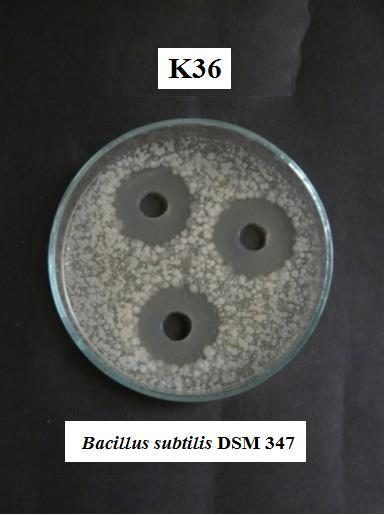 Röviddel a megszilárdulást követően 10 mm-es átmérőjű, rozsdamentes acélból készült steril dugófúró segítségével lyukakat fúrtam a táptalajba (3.7. ábra).