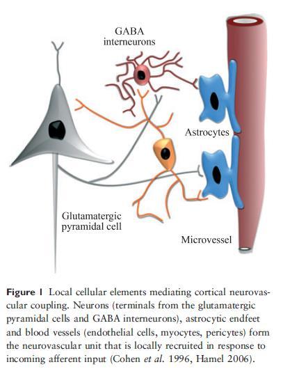 A neurovaszkuláris egység és az agyi működés funkcionális hiperémia / neurovaszkuláris csatolás: agyműködés -> lokális CBF ; főleg