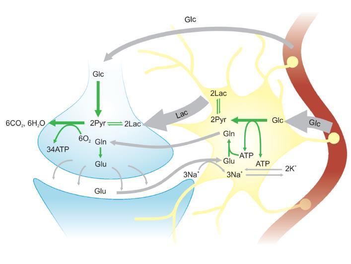 feedforward hatás: neuronális aktivitás -> Glu release -> gliális uptake -> laktát, ATP release fmri / BOLD (blood oxygenation level