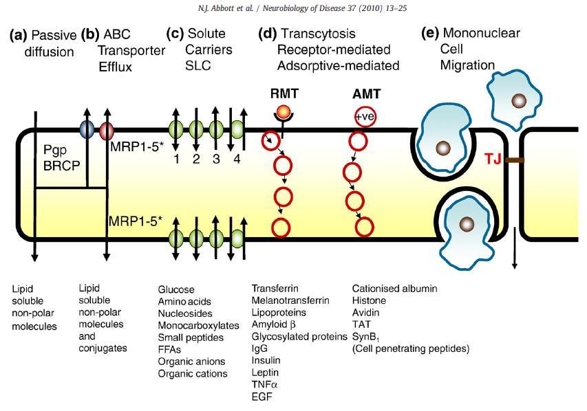 Transzport a vér-agy gáton át transzporterek (ABC: ATP binding
