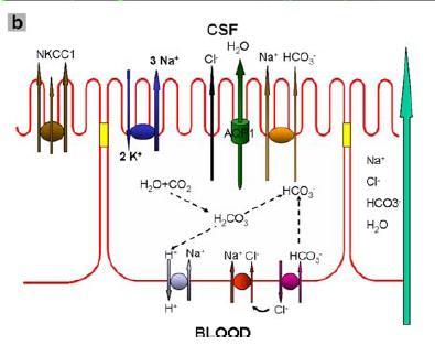 A vér-liquor gát [BCSFB] CSF szekréció: szekréciós hám - speciális transzporter-lokalizáció apikális K-Na ATPáz apikális Na-HCO 3 - kotranszporter Na + /K + /2Cl - kotranszporter (NKCC1) - lumenben
