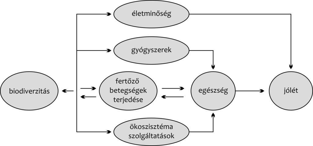 1. ábra Az ökoszisztémák négy egészségfunkciója (Sala et al., 2009) 5 http://www.cbd.int a biodiverzitás négy alapvető módon befolyásolja az emberi egészséget (1. ábra).