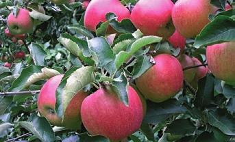 A Boropus, Megafol és Plantafol virágzás idején kiadva segíti a termékenyülési folyamatokat, ezáltal javítja a gyümölcs minőségét.