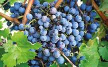 COMPLETE DOMARK 10 EC 1 db COSAVET DF EDGE 2 x 10 kg Dózis: Domark: 0,25 0,3 l/ha Cosavet: 3-7