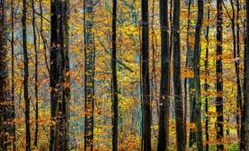 Élő Erdő Konferencia Soproni Egyetem 2017 március 21 22 A Natura 2000 Kilátásai