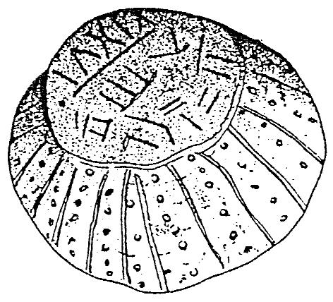 10. Tálka Szászdályából (Maros-megye), 6.4 cm. széles, 6500-7000 éves.