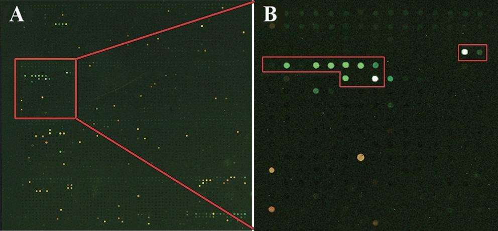 18. ábra. LSON chip használatával történt vírusazonosítás. A piros négyzetben lévő fluoreszcens pontok jelölik a PSV specifikus próbák helyeit, ezzel mutatják a vírus jelenlétét (Nam et al., 2014). 9.