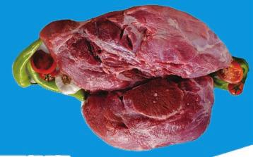 Piaccsarnoki