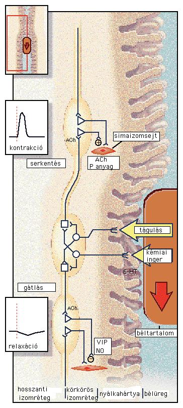2. ábra A bél perisztaltikus reflexe.