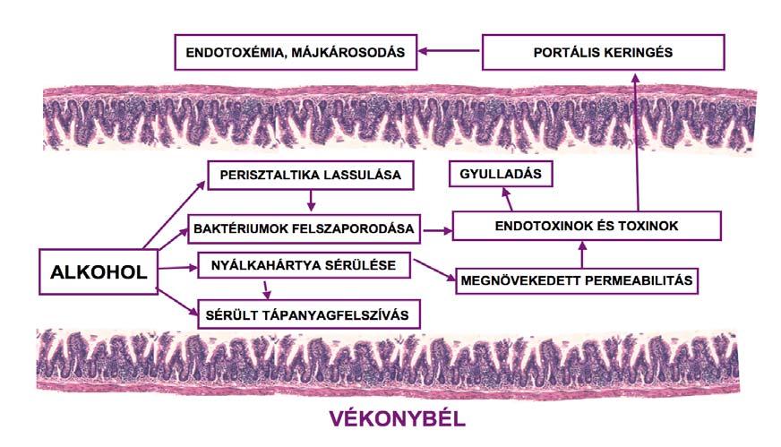(Pfeiffer és mtsai., 1992). A vitaminok közül pedig a folsav, a C vitamin és a B 6 vitamin felszívása károsodik a legnagyobb mértékben.