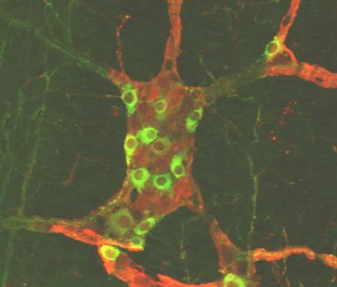 IV.3. AZ ÖSSZNEURONSZÁM ÉS A nnos-immunopozitív MYENTERICUS NEURONOK SZÁMÁNAK VÁLTOZÁSA ALKOHOLFOGYASZTÁS UTÁN Egér minták Az alkoholfogyasztás hatását a myentericus összneuronszámra (PGP9.