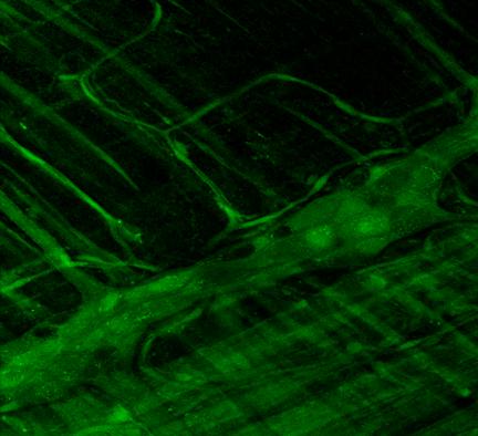 IV.4. AZ ALKOHOLFOGYASZTÁS HATÁSA A MYENTERICUS NEURONOK NO SZINTÉZISÉRE A myentericus neuronok NO termelésének mérésére a DAF-FM fluoreszcens festéket használtuk, amelynek fluoreszcencia intenzitása