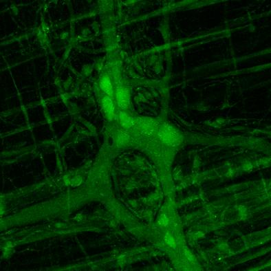 Az egér jejunumból származó wholemount preparátum DAF-FMmel történ inkubációja után a myentericus neuronok, idegrostok, erek és simaizomsejtek mutattak intenzív fest dést (11.A, B ábra).