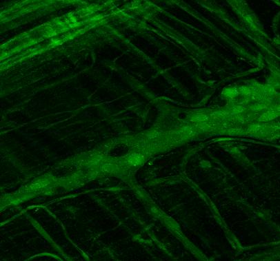 Ezután megvizsgáltuk, hogy a DAF-FM fluoreszcens neuronok tartalmazzák-e a NOS neuronális izoformáját. DAF-FM festés után (14.A ábra) a szövetet fixáltuk, majd nnos- és PGP9.