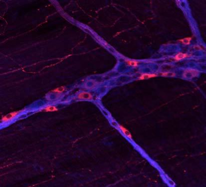 A neuronok 22,7%-ában a DAF-FM a nnos-sal együtt fordult el, 42,3% nnos immunreaktivitást mutatott, de nem jelöl dött DAF-FM-mel és 35% csak DAF-FM fluoreszcenciát mutatott, de nnos immunreaktivitást