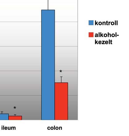 IV.5. AZ ALKOHOLFOGYASZTÁS HATÁSA A NOS IZOENZIMEK AKTIVITÁSÁRA A krónikus alkoholkezelés hatását a cnos és inos enzimek aktivitására patkány bélcsatorna duodenum, jejunum, ileum és colon