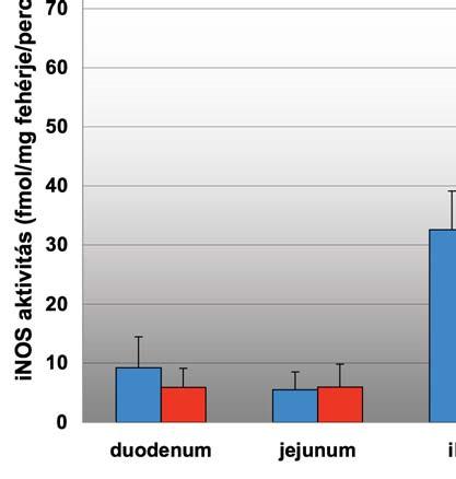 A normál fiziológiás inos aktivitás alacsonyabb volt a duodenumban és a jejunumban (9,2±5,2 és 5,47±3 fmol/mg fehérje/perc) mint az ileumban és a colonban (32,5±6,5 és 53,8±7,8 fmol/mg