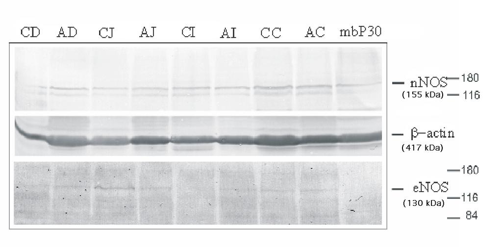 IV.6. A NOS FEHÉRJE MENNYISÉGÉNEK VÁLTOZÁSA ALKOHOLFOGYASZTÁST KÖVET EN A kontroll és alkoholkezelt patkányok duodenum, jejunum, ileum és colon bélszakaszaiból származó fehérjehomogenizátumokról