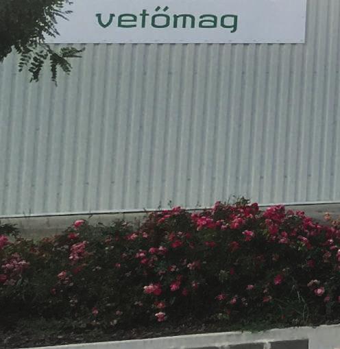Od samog početka do danas, Duna-R Ltd. je Mađarska tvrtka sa najširom ponudom hibrida paprike.