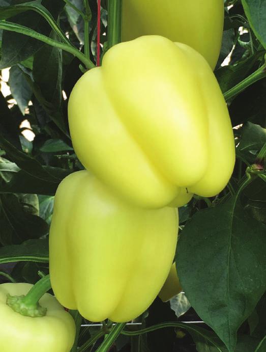 Za sadnju od ožujka do sredine srpnja. Izduženi tip babure. Hibrid koji ide iz žute boje u crvenu. Težina ploda od 140-180 gr. Rana vegetacija.