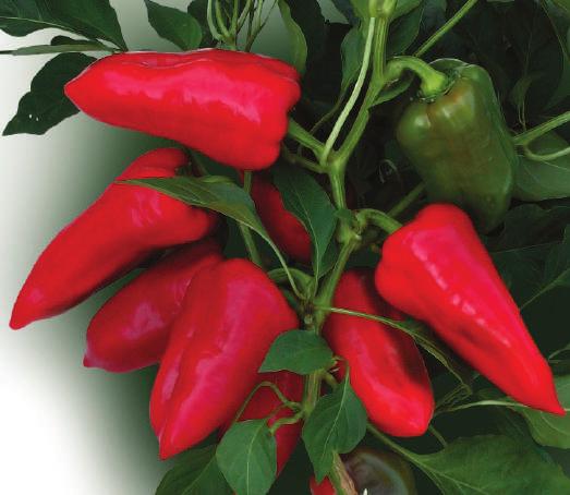 Hibrid kapia tipa izvrsnog okusa Csángó F 1 Hibrid kapija tipa. Plodovi krupniji težine 120-140 g, koji iz zelene boje prelaze u crvenu. Srednjeg rasta sa jako razvijenim korijenom.