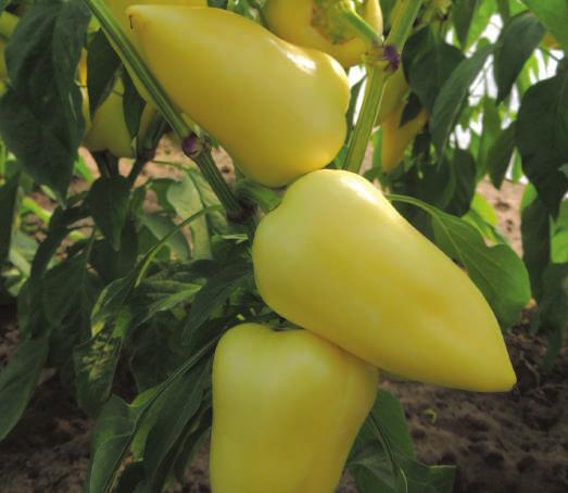 Vatreno ljuta paprika Toldi F 1 HR Tm2, IR TSWV Hibrid koji se može uzgajati tijekom cijele godine.