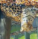 13 ZOO JEGY ÉS ZOO PLUSZ JEGY Látogasson el Győrbe, és töltsön egy felejthetetlen napot az állatkertben, amely nagyszerű kikapcsolódási lehetőséget, élményt jelent kicsiknek és nagyoknak