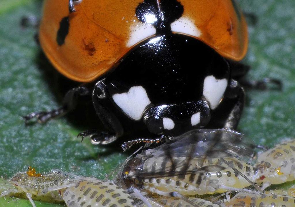 A renden belüli számos bogárcsalád egyike a katicabogarak (Coccinellidae) családja, ahová több mint 5000, zömmel a trópusokon élı faj tartozik.