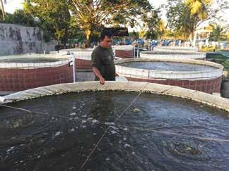 5. A karawangi Akvakultúra Üzleti Központ (Aquaculture Business Center, ABC) innovatív biofloc technológiát alkalmaz afrikai harcsa intenzív nevelésére amelyben a víz kezelhető is lenne, de az