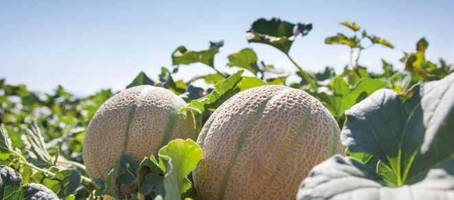 Sárgadinnye A hazai sárgadinnye termesztésben a fóliás és az intenzív technológia mind jobban teret hódít, ami a megtermelt áru minőségét és mennyiségét komolyan növeli.