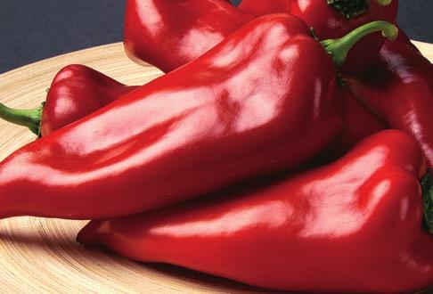 10 PRITADOR PRITADOR F1 Korai bevétel, magas darabszám, nagy méret IR: Xcv: 0-3 Korai, jó terméskötődésű, bőtermő pritamin paprika. Erős gyökérzetű és növekedésű.