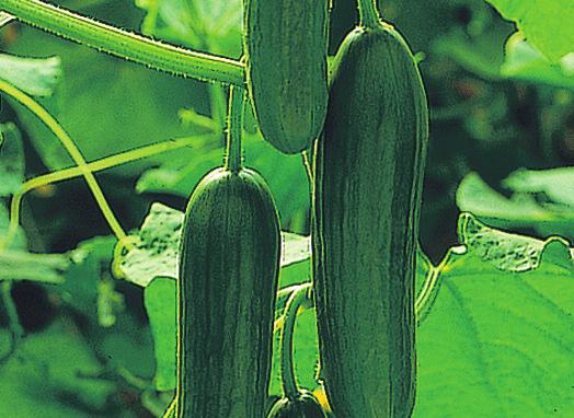 Szabályos alakú, enyhén szemölcsös, sötétzöld termései 20 23 cm hosszúak. Termőképessége és a termés minősége egyaránt kiemelkedő. Február közepétől augusztus végéig bármikor ültethető.