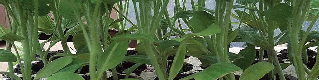 TÖK, ALANY DG-01 Koraiság, jó íz Erős növekedésű és gyökérzetű lagenaria típusú alany. Palánta korban zömök növényeket fejleszt, oltáskor könnyen kezelhető, jó eredést ad.
