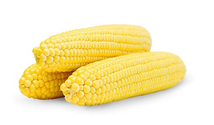ZKI 03030 F1 N Közép kései érés Nem hajlamos szárdőlésre