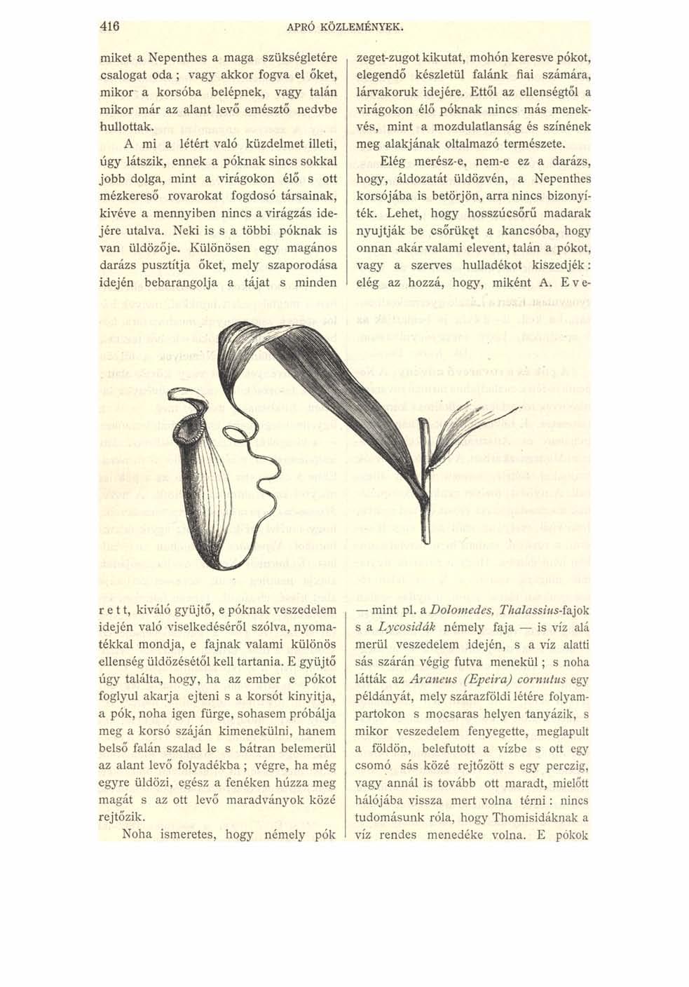 416 APRÓ KÖZLEMÉNYEK. miket a Nepenthes a maga szükségletére csalogat oda ; vagy akkor fogva el őket, mikor a korsóba belépnek, vagy talán mikor már az alant levő emésztő nedvbe hullottak.